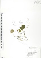 藏品(苞花蔓)的圖片