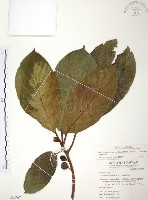 藏品(豬母乳、水同木)的圖片