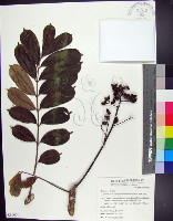 藏品(蘭嶼花椒)的圖片