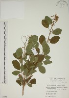 藏品(白木蘇花)的圖片