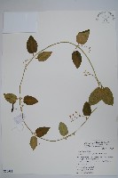 藏品(鷗蔓)的圖片