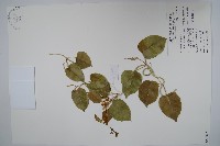 藏品(蘭嶼牛皮消、蘭嶼白薇)的圖片