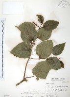 藏品(風藤)的圖片