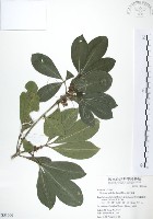 藏品(假三腳虌)的圖片