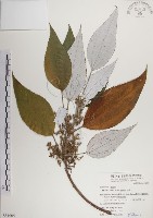 藏品(蘭嶼水絲麻)的圖片