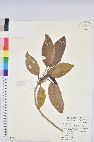 藏品(假鐵莧)的圖片
