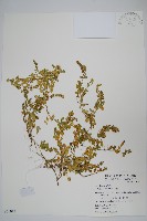 藏品(爵床)的圖片