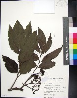 藏品(菲律賓火筒樹)的圖片