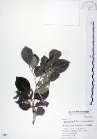 藏品(長果月橘)的圖片