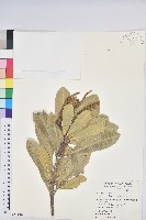 藏品(蘭嶼土沉香)的圖片