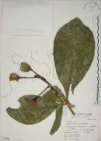 藏品(棋盤腳樹)的圖片