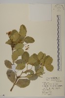 藏品(交趾衛矛)的圖片