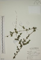 藏品(小葉黃鱔藤)的圖片