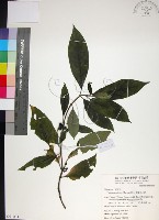 藏品(薄葉玉心花)的圖片