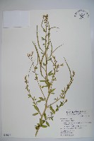 藏品(向天黃)的圖片