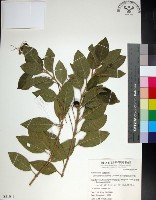 藏品(苦林盤)的圖片