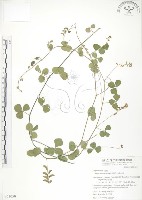 藏品(小葉括根)的圖片