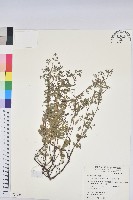 藏品(紫斑大戟)的圖片