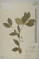 藏品(淡綠葉衛矛)的圖片