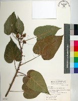 藏品(繖楊、截萼黃槿)的圖片