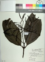 藏品(皮孫木)的圖片