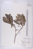 藏品(五蕊虎皮楠)的圖片