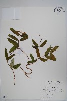 藏品(隱鱗藤)的圖片