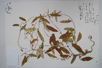 藏品(臺灣牛皮消、臺灣白薇)的圖片