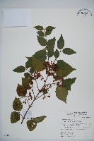 藏品(呂宋莢迷)的圖片