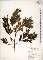 藏品(十子木、加入舅)的圖片