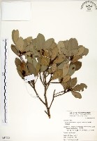 藏品(恆春楨楠)的圖片