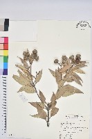 藏品(杏葉石櫟、校栗、校櫟)的圖片