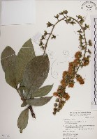 藏品(水茄苳、穗花棋盤腳樹)的圖片