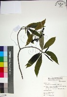 藏品(薄葉玉心花)的圖片
