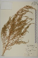 藏品(臭杏、土荊芥)的圖片