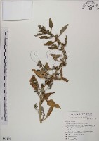 藏品(番杏)的圖片