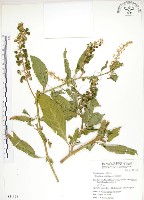 藏品(美洲商陸)的圖片