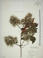 藏品(串鼻龍)的圖片