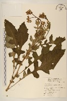 藏品(黃花三七草)的圖片