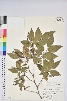 藏品(南燭)的圖片