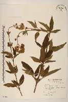 藏品(臺灣澤蘭)的圖片