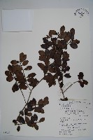 藏品(太平山冬青)的圖片