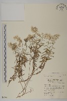 藏品(玉山抱莖籟簫)的圖片