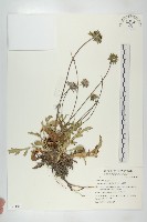 藏品(玉山山蘿蔔)的圖片