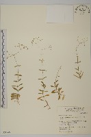 藏品(高山無心菜)的圖片