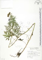 藏品(臺灣烏頭)的圖片