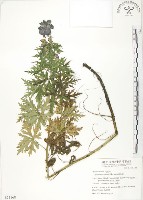 藏品(臺灣烏頭)的圖片