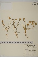 藏品(玉山蠅子草)的圖片