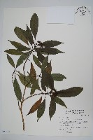 藏品(臺灣樹參)的圖片