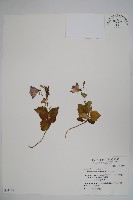 藏品(高山沙參)的圖片